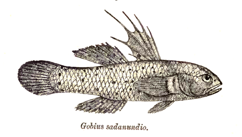 Stigmatogobius sadanundio